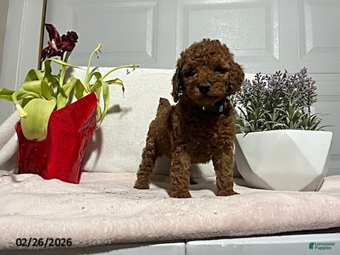 Miniature Poodle dogs Milo - Ad 1