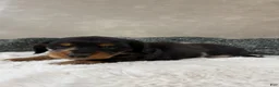 Dachshund dogs for sale: Dachshund Puppy 2 - Ad 2