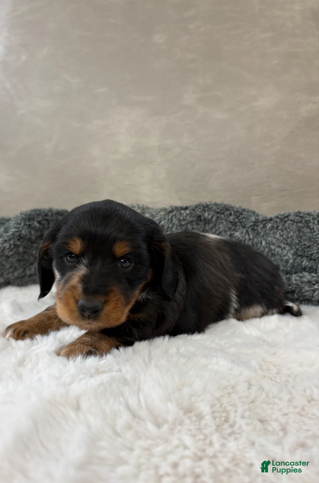 Dachshund dogs for sale: Dachshund Puppy 2 - Ad 2