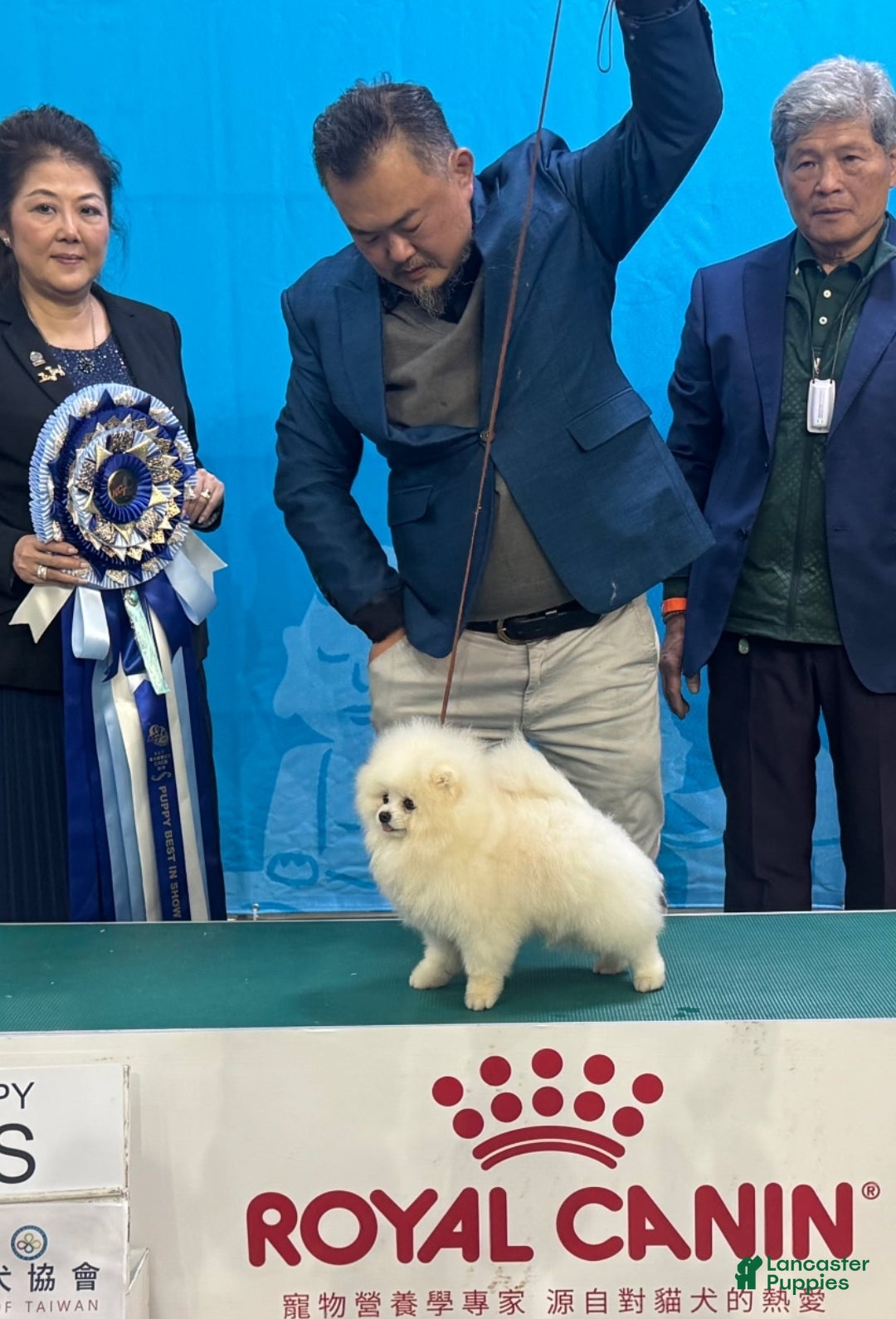 Snoopy for stud in South Gate Lancaster Puppies