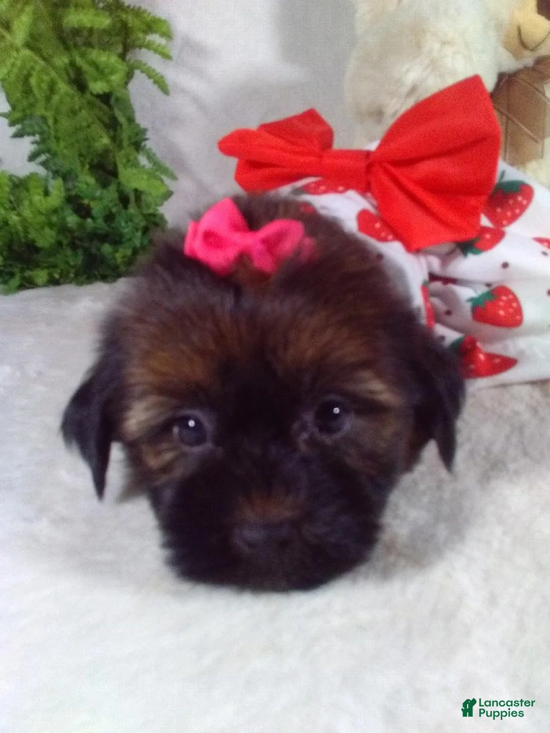 Shorkie dogs for sale: Gia - Ad 2