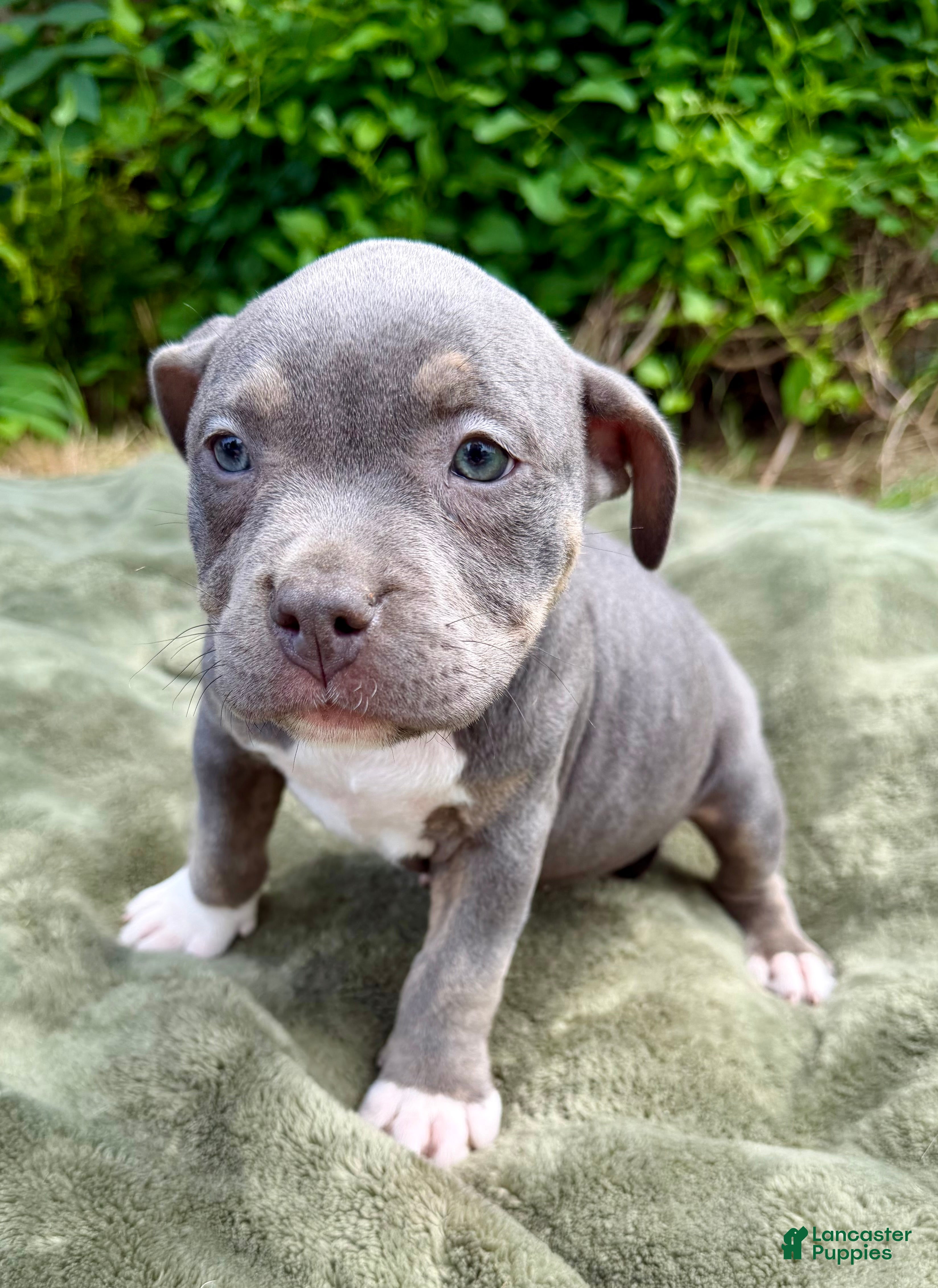 American Bully dogs Letty - Ad 1