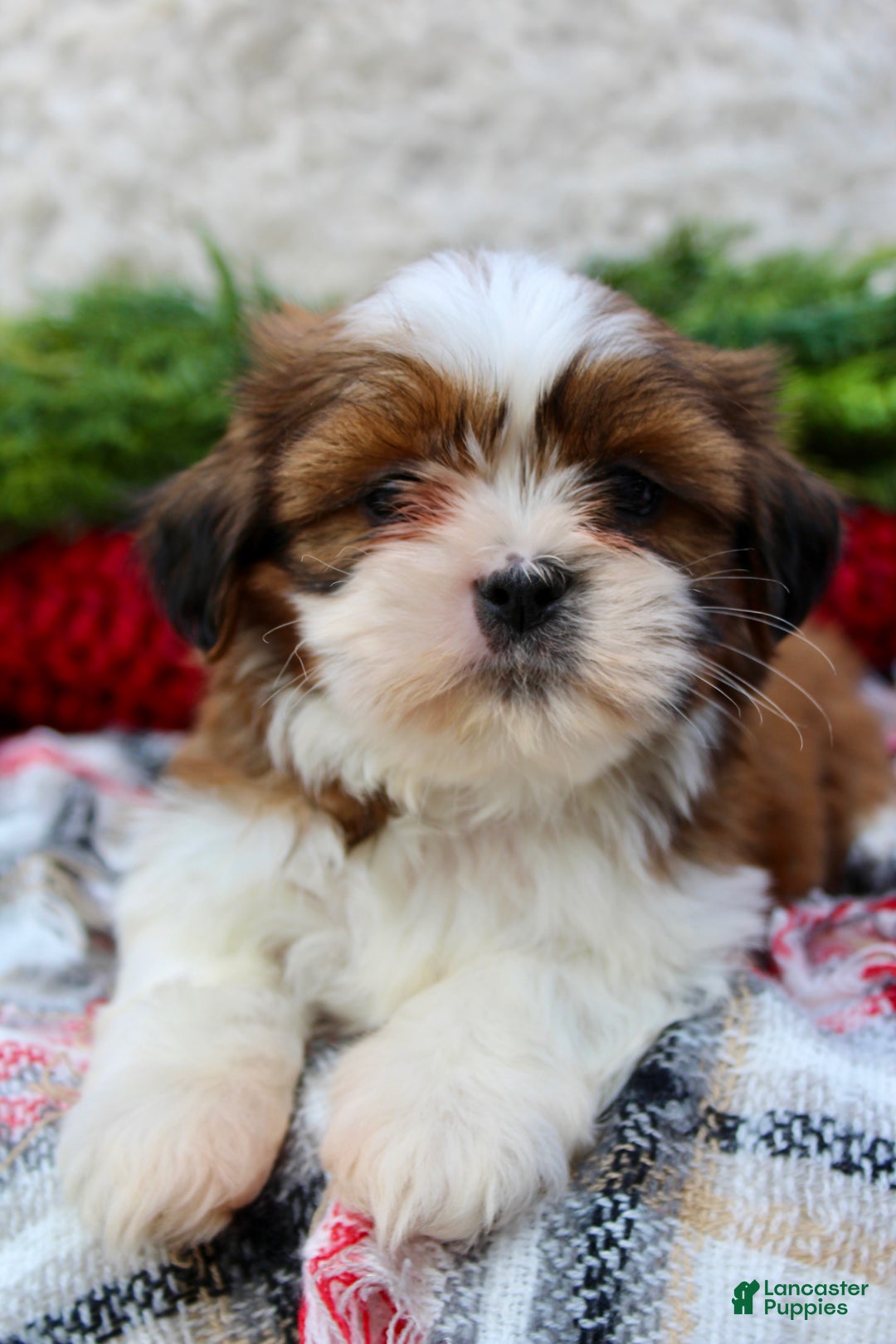 Shih Tzu dogs for sale: Shih Tzu Puppy 6 - Ad 1
