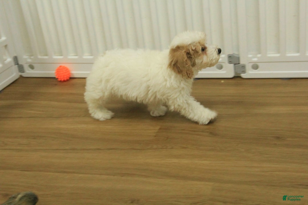 Bichpoo dogs for sale: Rory - Ad 8