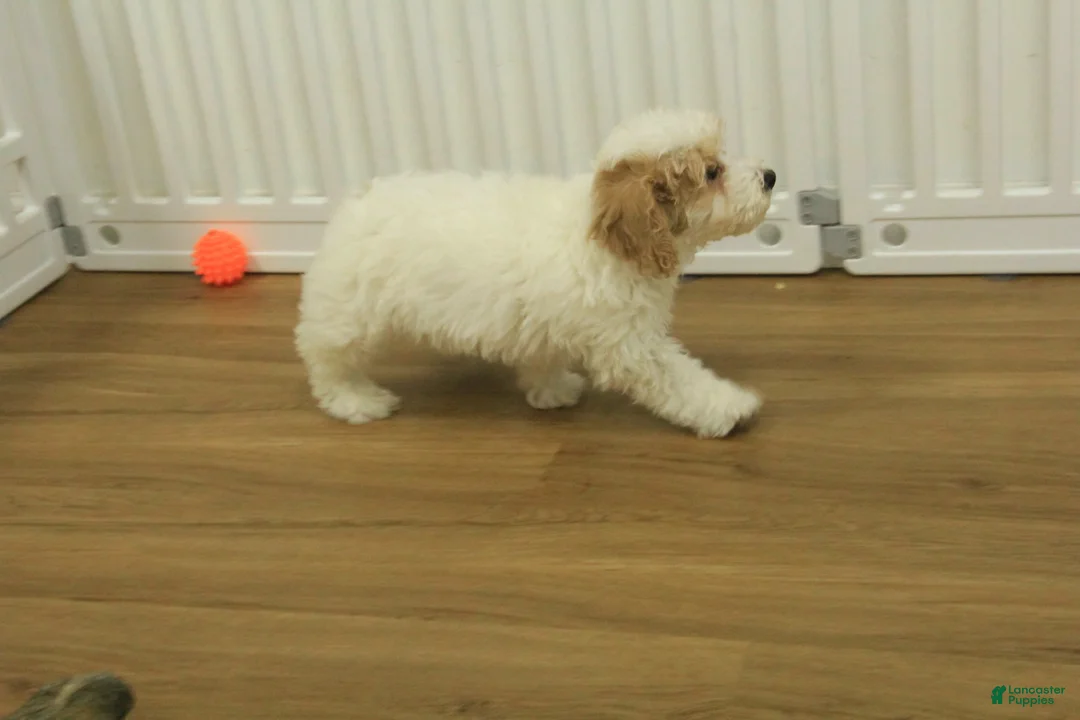 Bichpoo dogs for sale: Rory - Ad 8