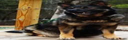German Shepherd dogs for sale: German Shepherd 1 - Ad 3
