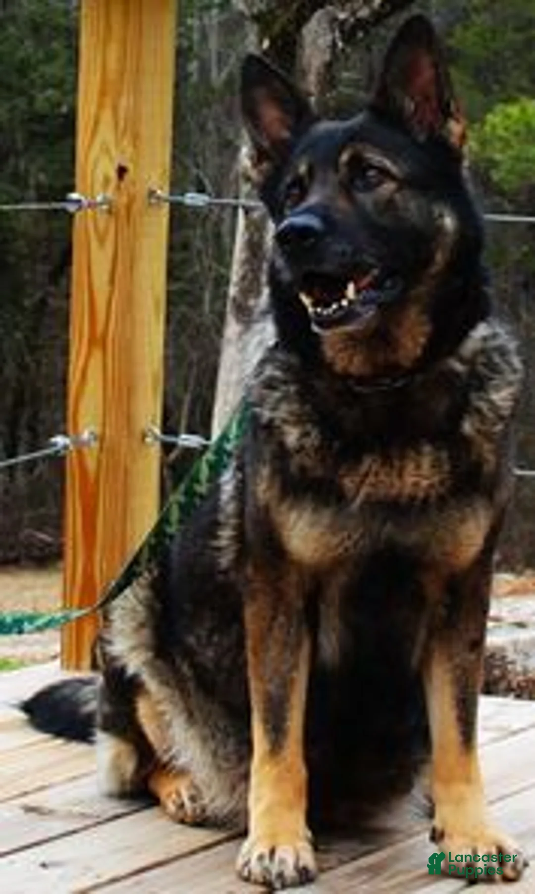 German Shepherd dogs for sale: German Shepherd 5 - Ad 2