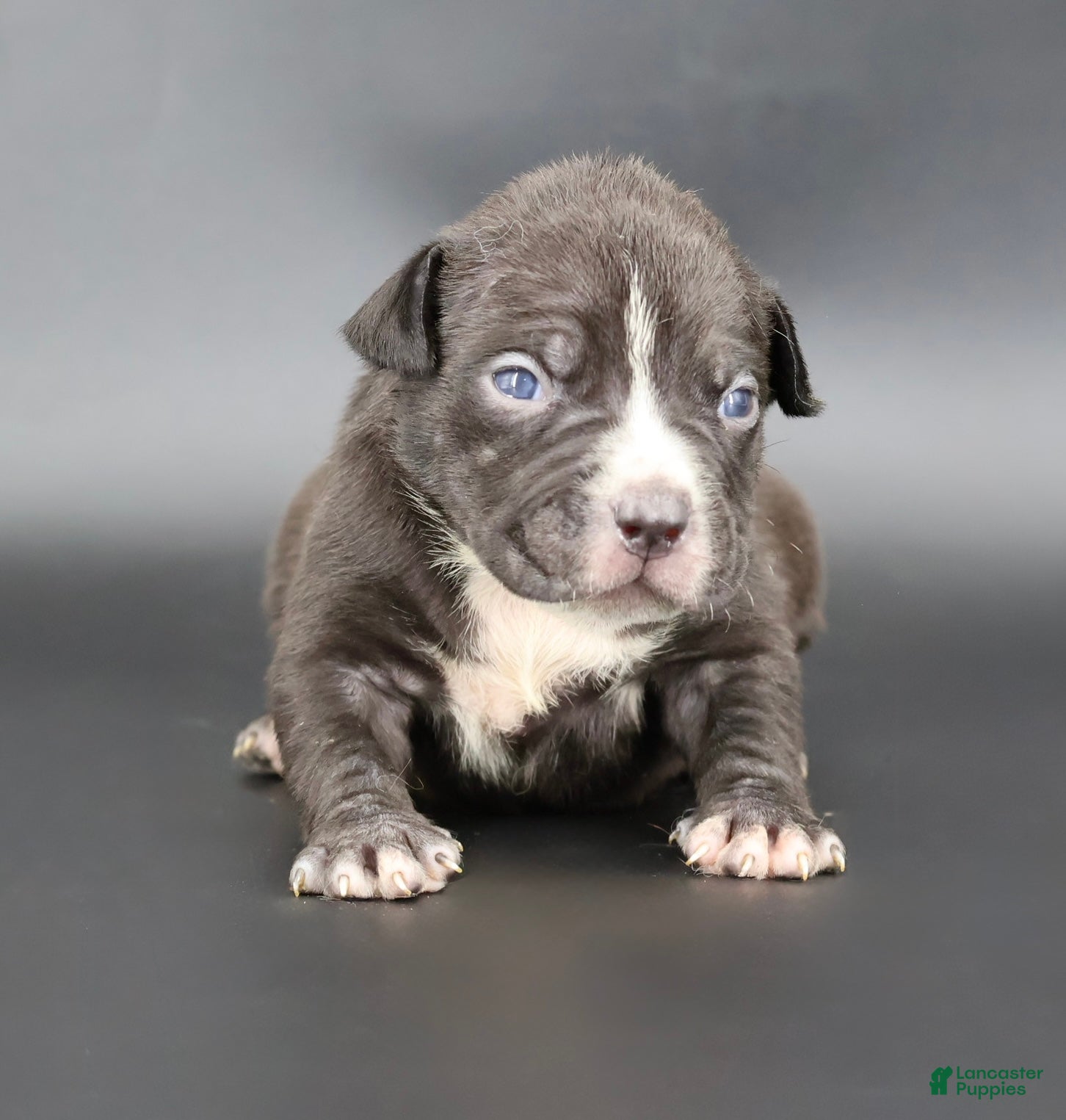 American Bully dogs Amora - Ad 33