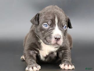 American Bully dogs Amora - Ad 2
