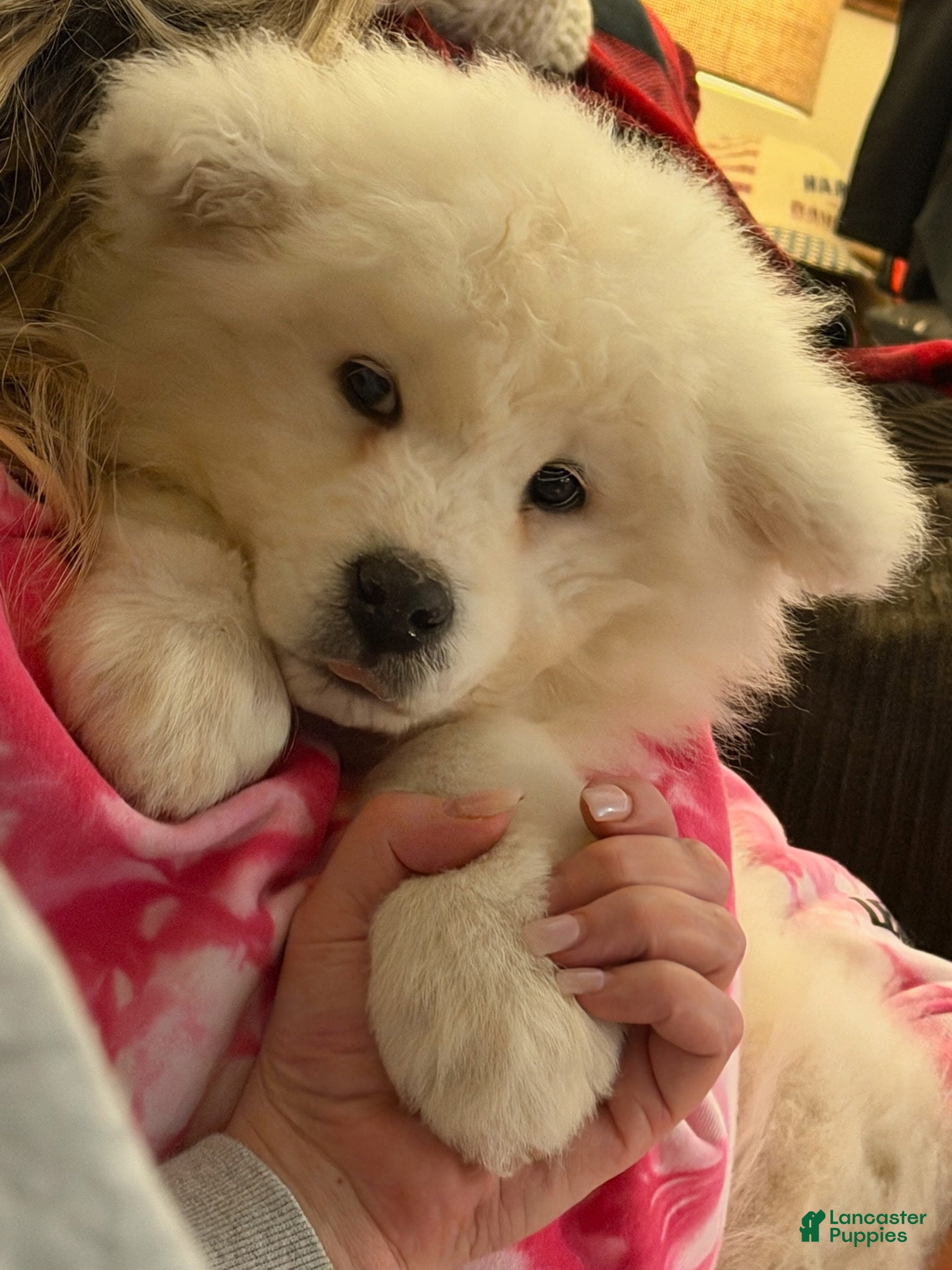 Samoyed dogs Samoyed Puppy 2 - Ad 19