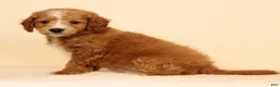 Mini Goldendoodle dogs for sale: Mason - Ad 3