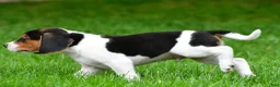 Beagle dogs for sale: Bo - Ad 5
