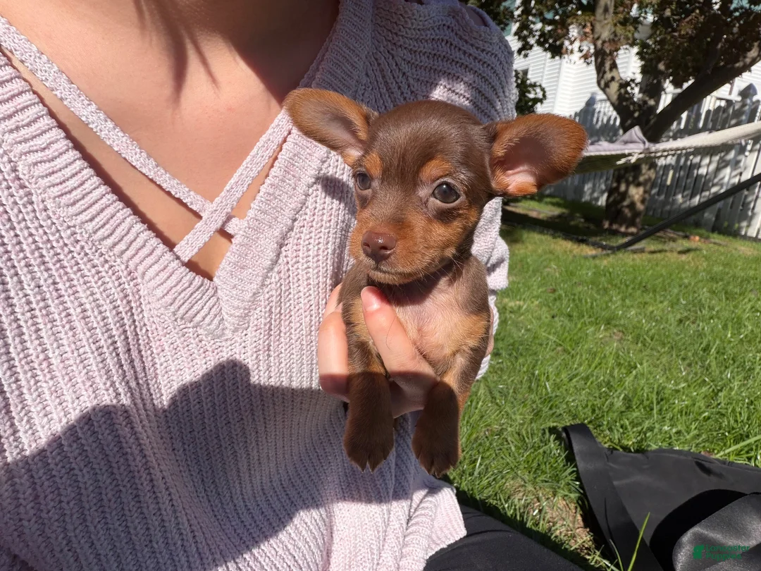 Dorkie dogs for sale: Dorkie 1 - Ad 1