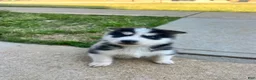 Siberian Husky dogs for sale: Tank - Ad 4