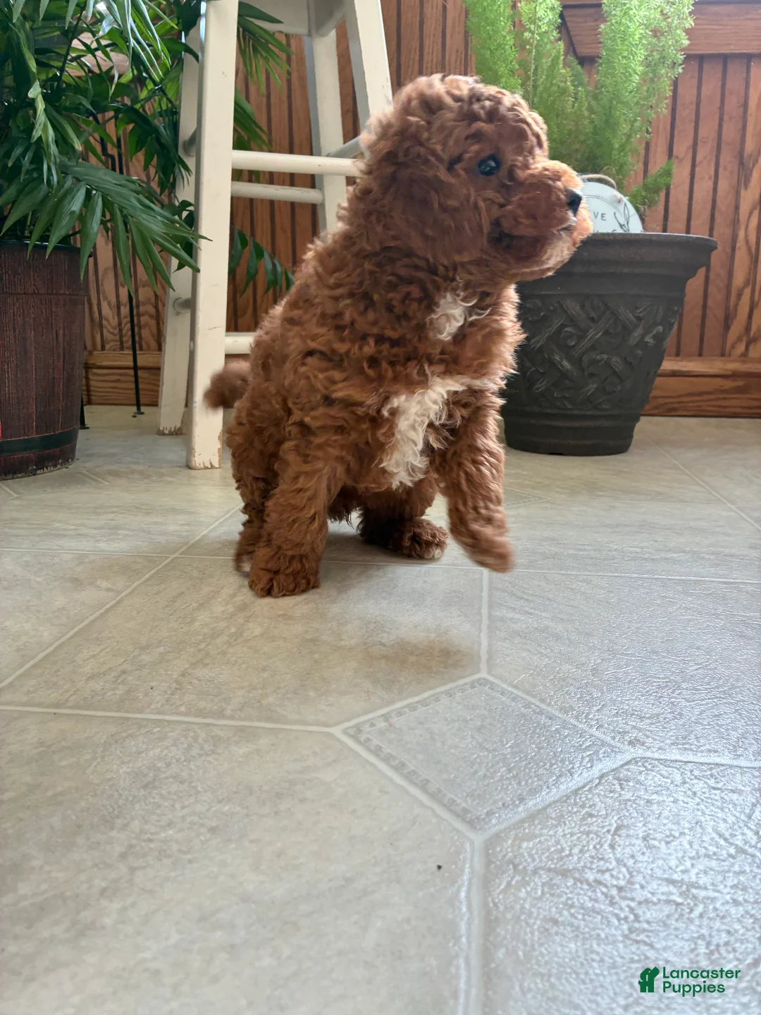 Mini Goldendoodle dogs for sale: Duke - Ad 2