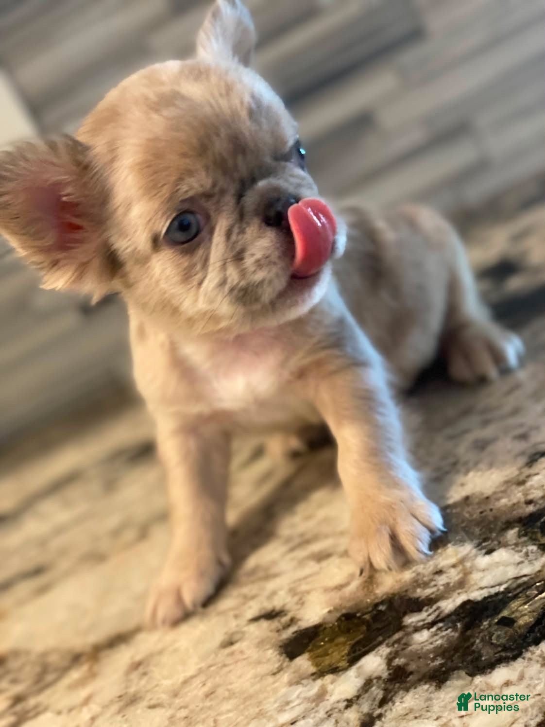French Bulldog dogs Latte - Ad 21