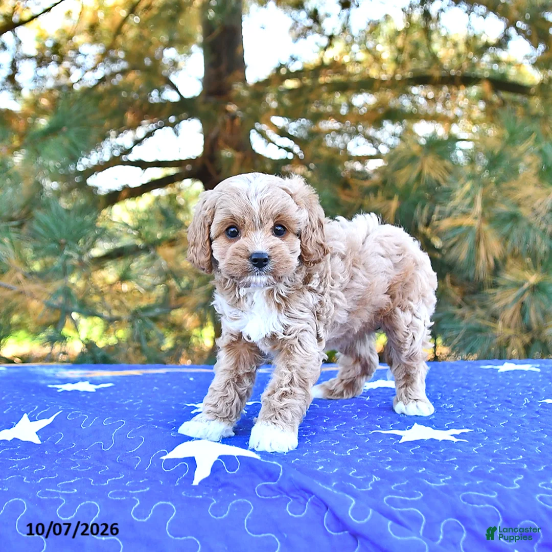 Cavapoo dogs for sale: Kaya - Ad 2