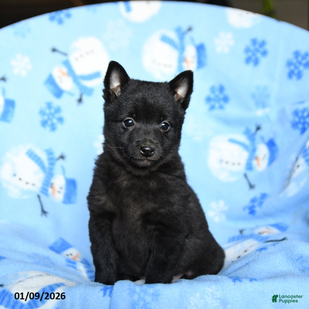 Schipperke dogs for sale: Rookie - Ad 3