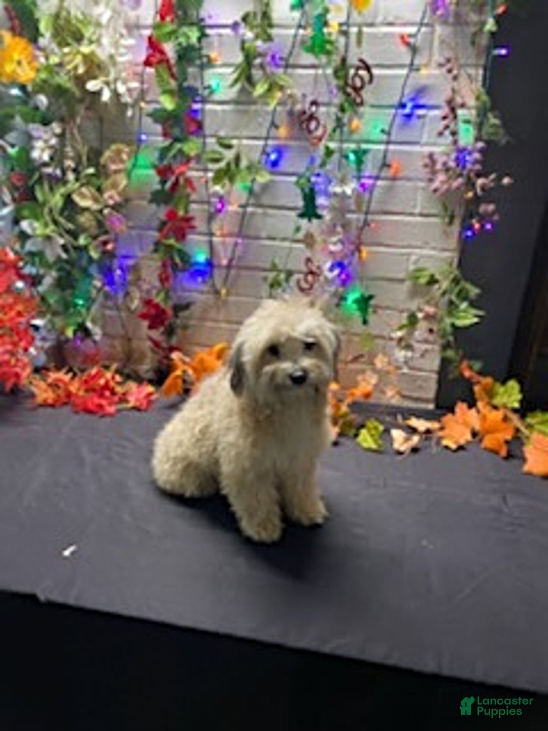 Havapoo dogs for sale: Blondie - Ad 3