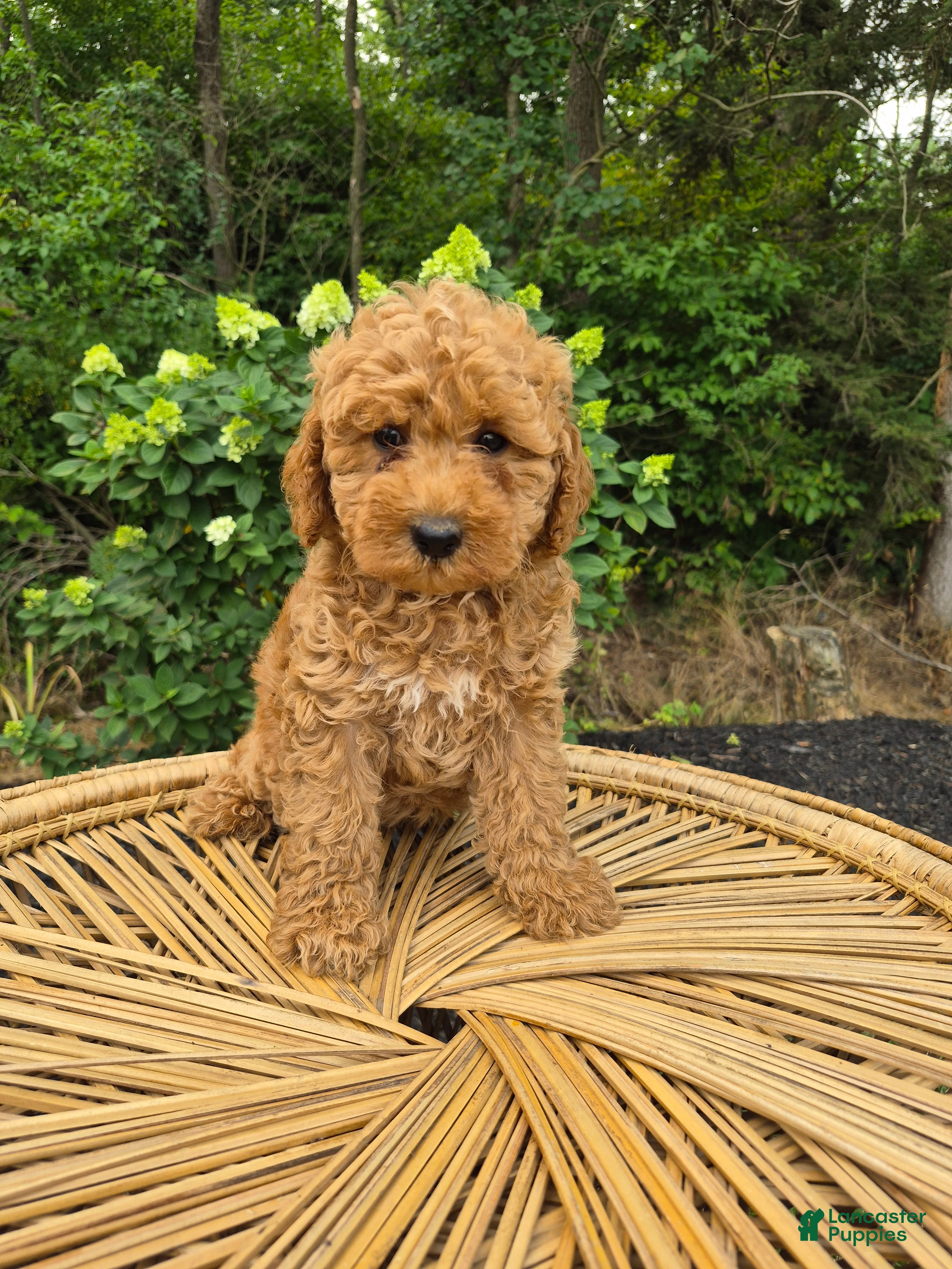 Mini Goldendoodle dogs for sale: Mari - Ad 1