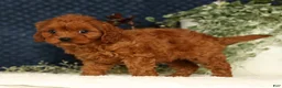 Cavapoo dogs for sale: Faye - Ad 3