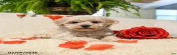 Maltipoo dogs for sale: Austin - Ad 2