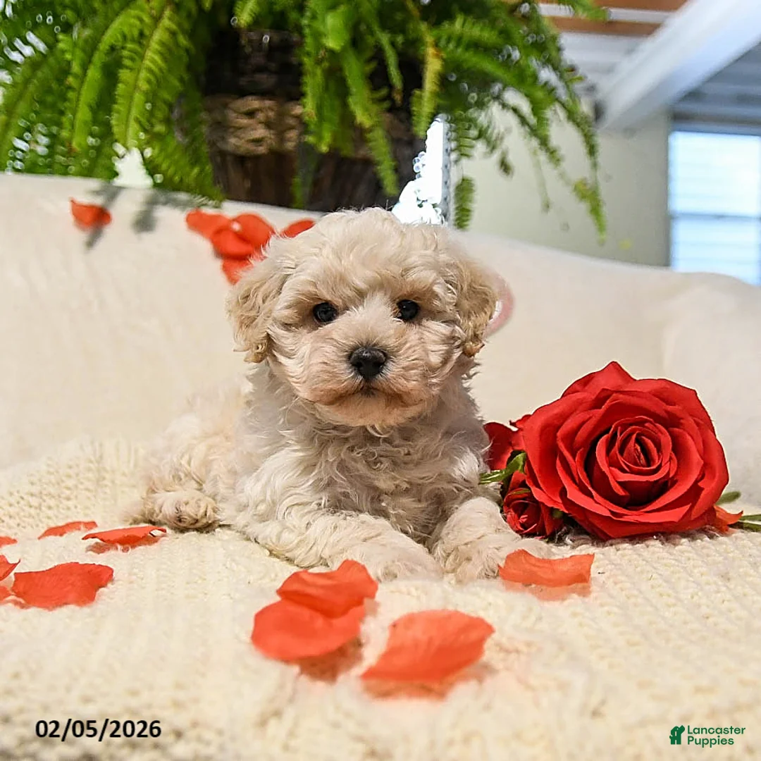 Maltipoo dogs for sale: Austin - Ad 2