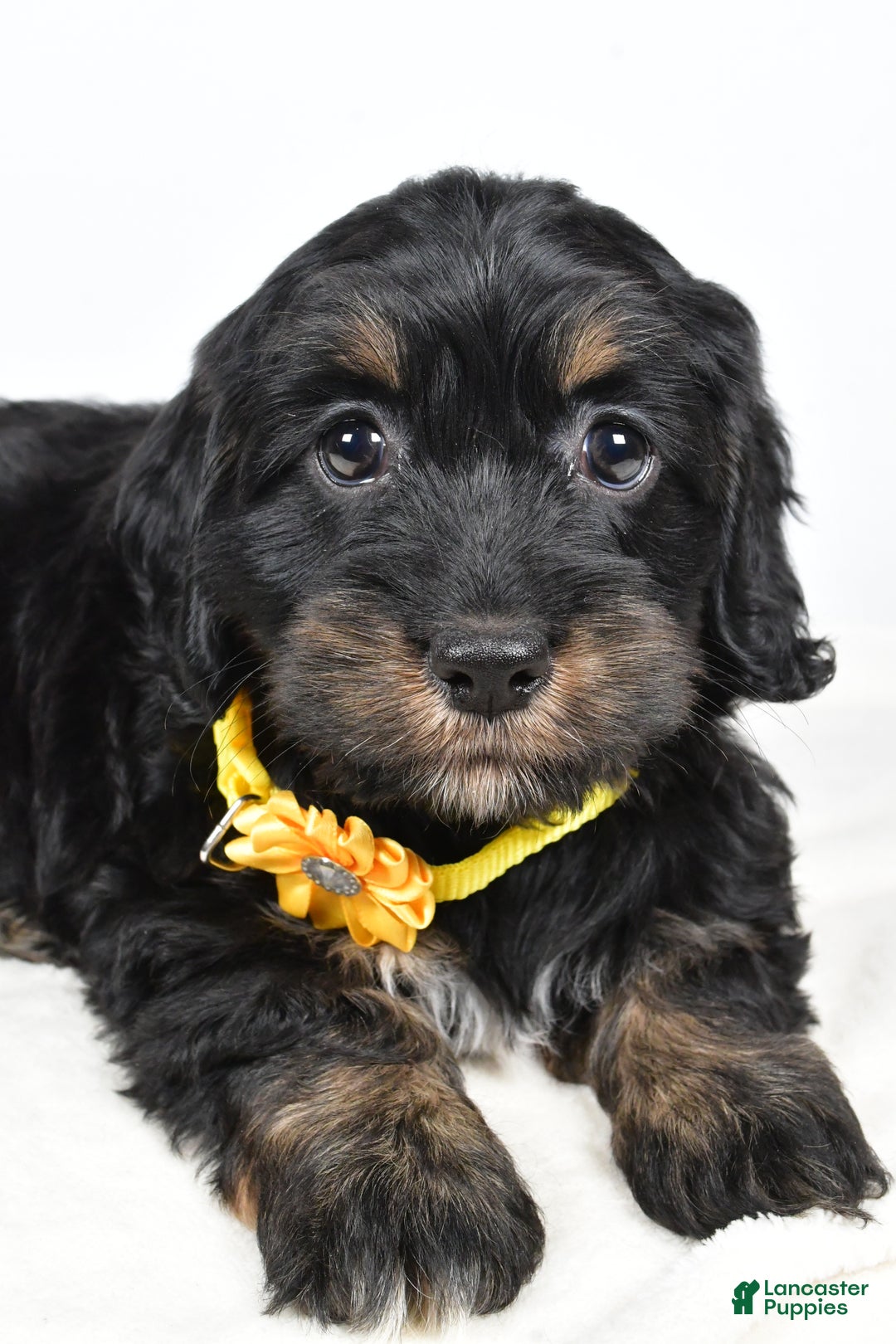 Cockapoo dogs for sale: Cupcake - Ad 3