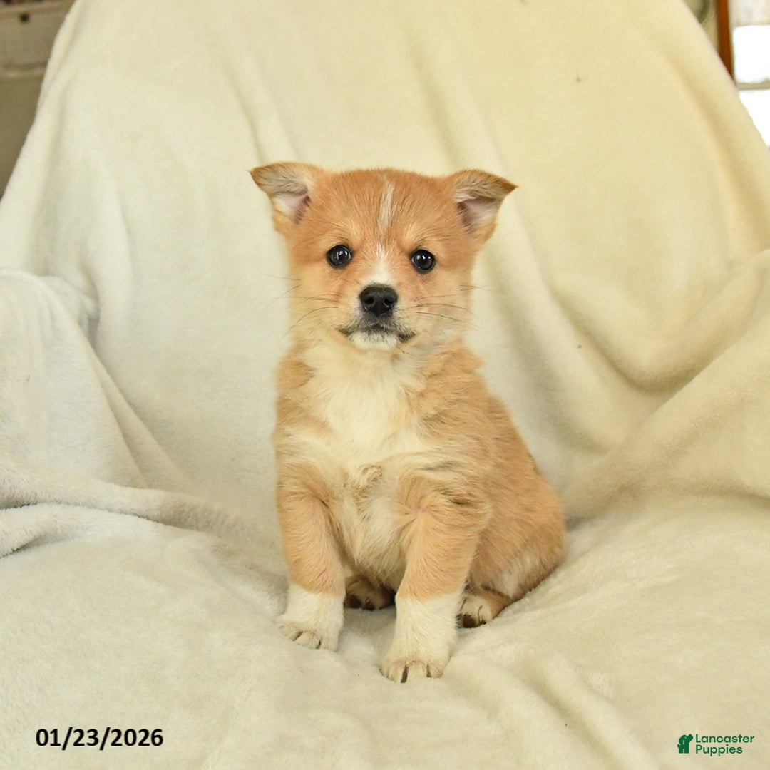 Mixed Breed dogs for sale: Dahlia - Ad 2