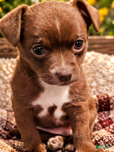 Midnight, Chihuahua