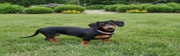 Miniature Dachshund dogs for sale: Molly - Ad 11