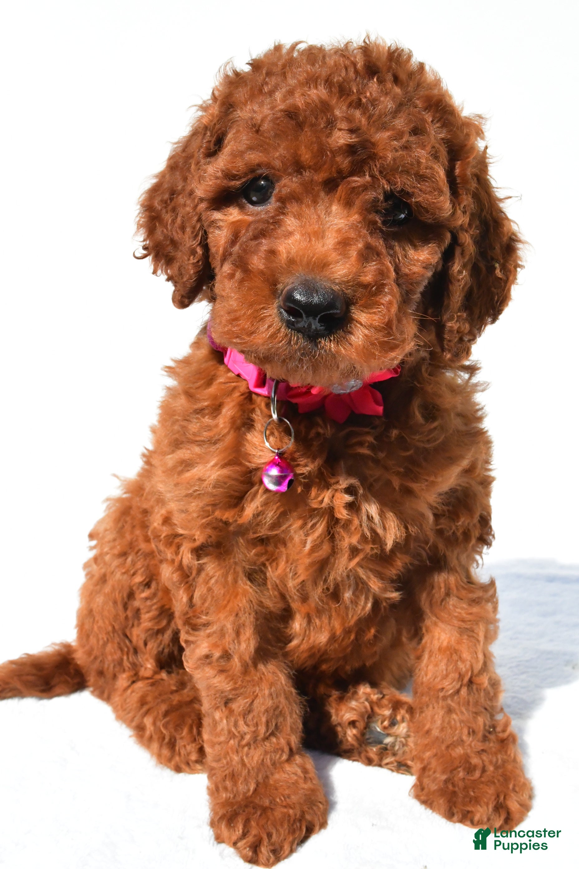 Standard Poodle dogs Abigail - Ad 2