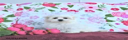 Maltese dogs for sale: Fritz EXTRA SMALL - Ad 10