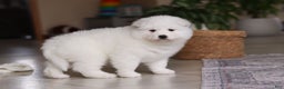 Samoyed dogs for sale: June - Ad 14