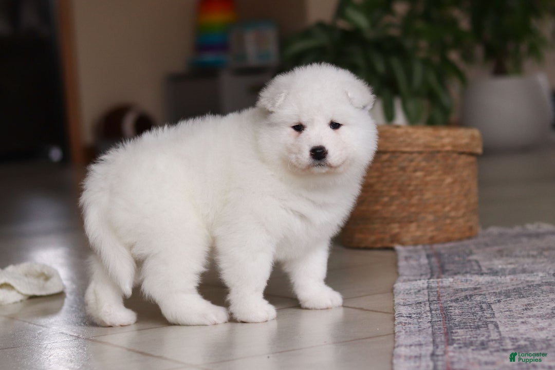 Samoyed dogs for sale: June - Ad 14