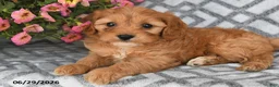 Cavapoo dogs for sale: Taz - Ad 3