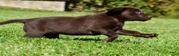 Labrador Retriever dogs for sale: Choco - Ad 5