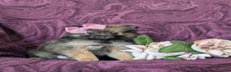 Pomeranian dogs for sale: Jennae - Ad 7