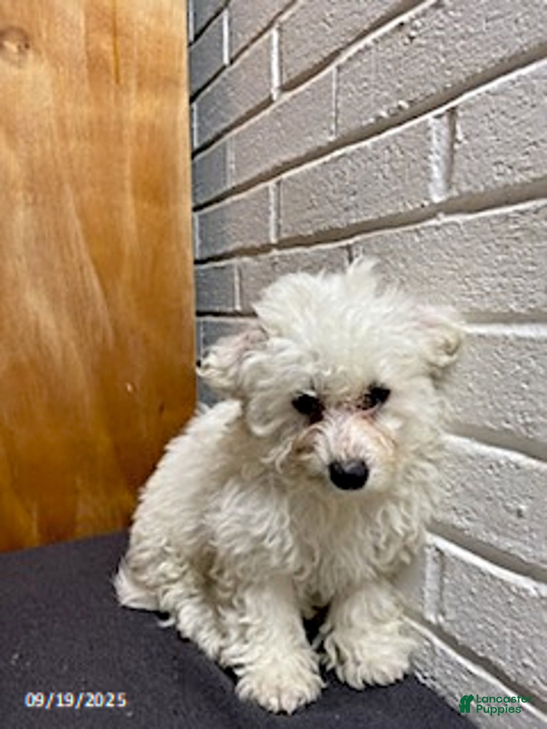 Bichon Frise dogs for sale: Randy - Ad 11