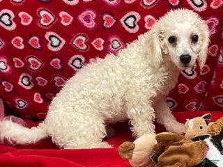 Bichon Frise dogs Poogie - Ad 41