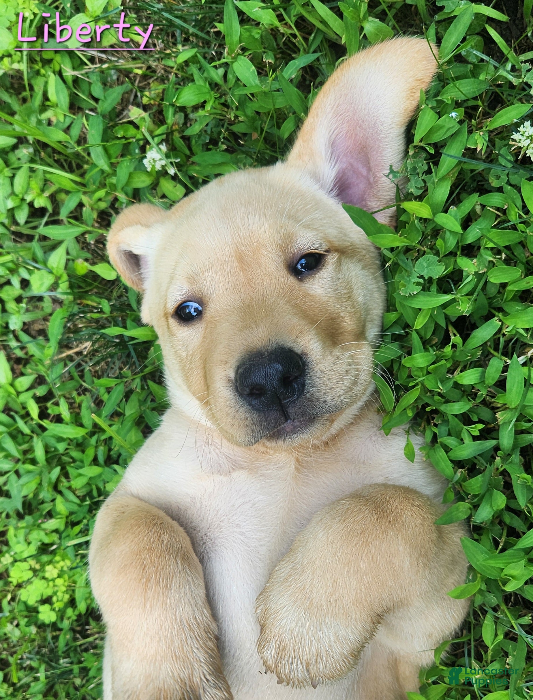 Labrador Retriever dogs Liberty - Ad 2