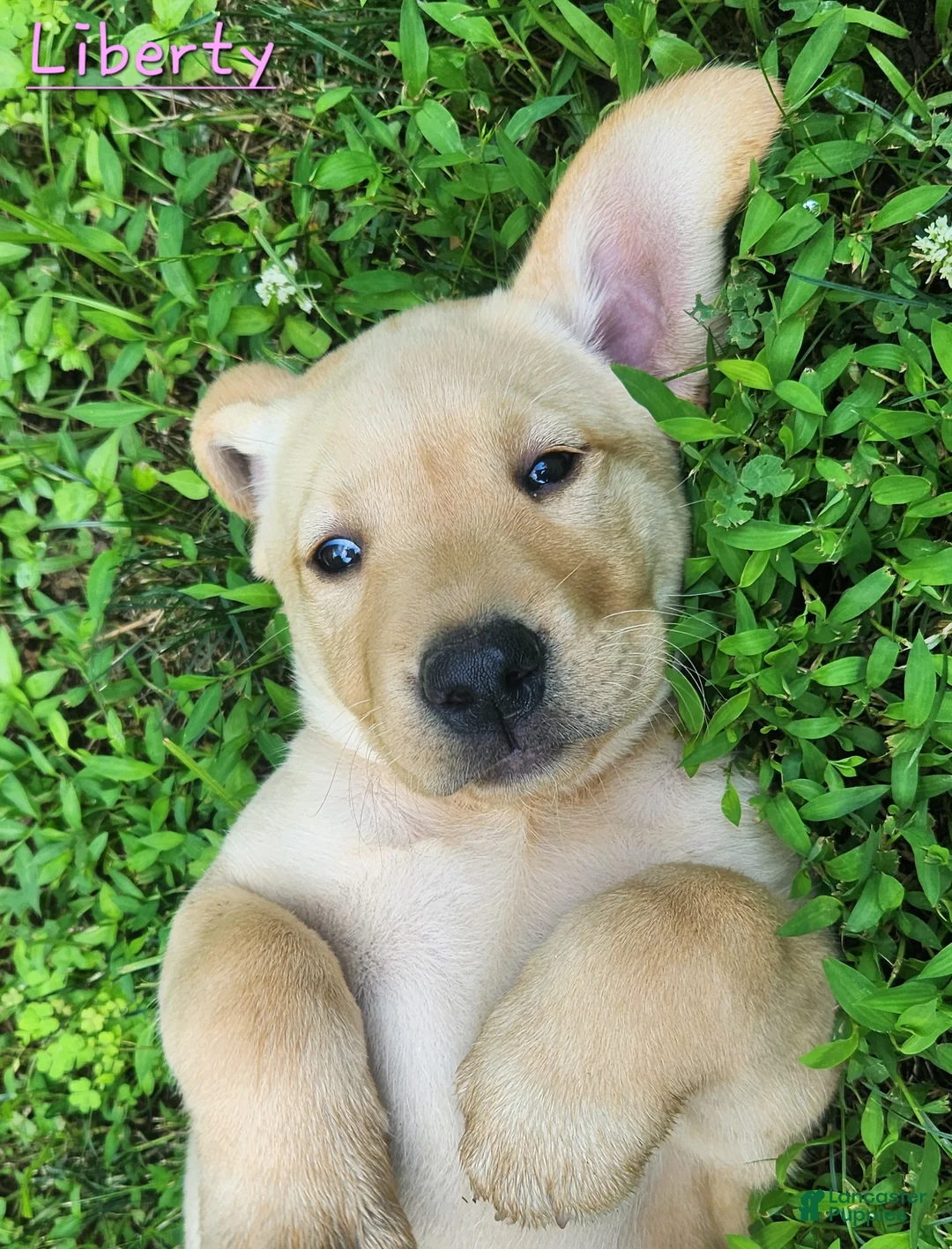 Labrador Retriever dogs for sale: Liberty - Ad 2