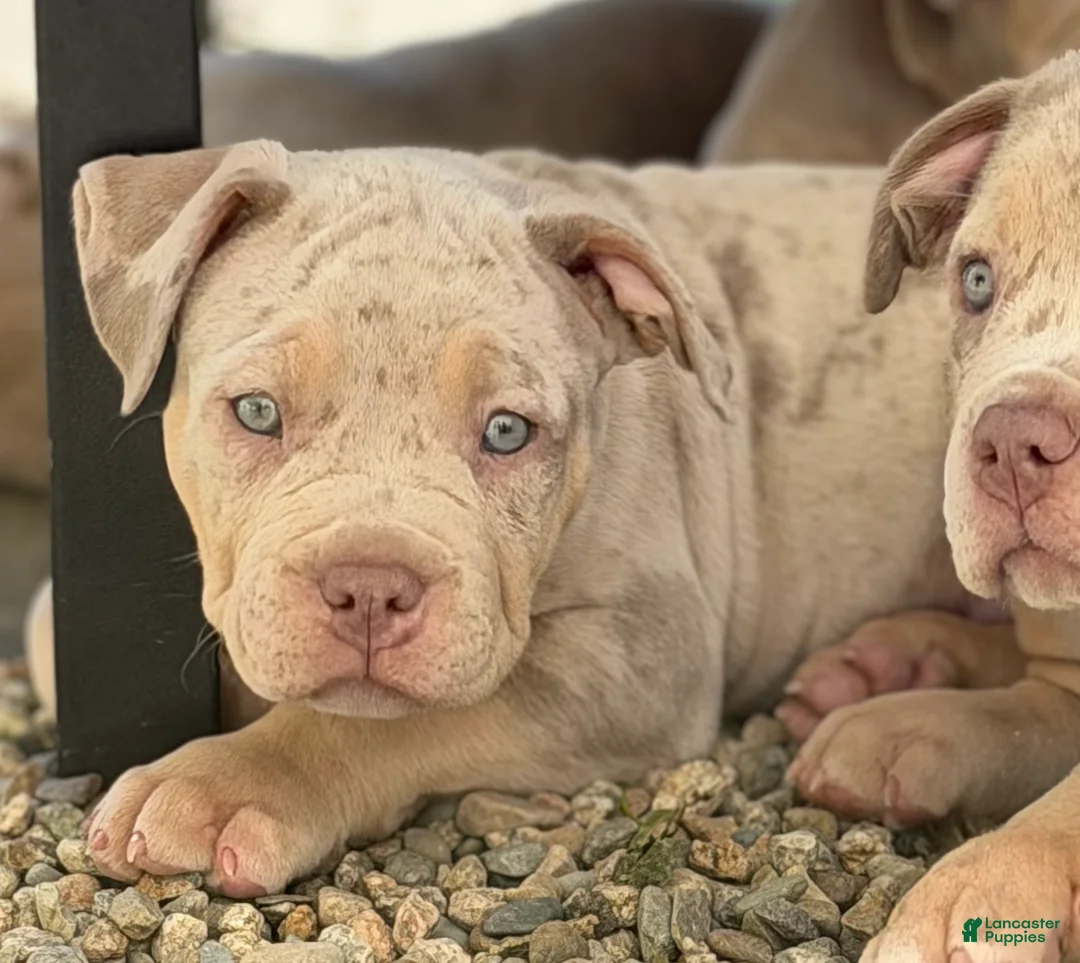 American Bully dogs for sale: Pearl - Ad 1