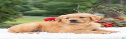 Golden Retriever dogs for sale: Hannah  - Ad 3