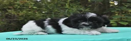 Shih Tzu dogs for sale: Ariel - Ad 5
