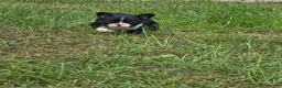 Mixed Breed dogs for sale: Frenchton female #1 - Ad 8