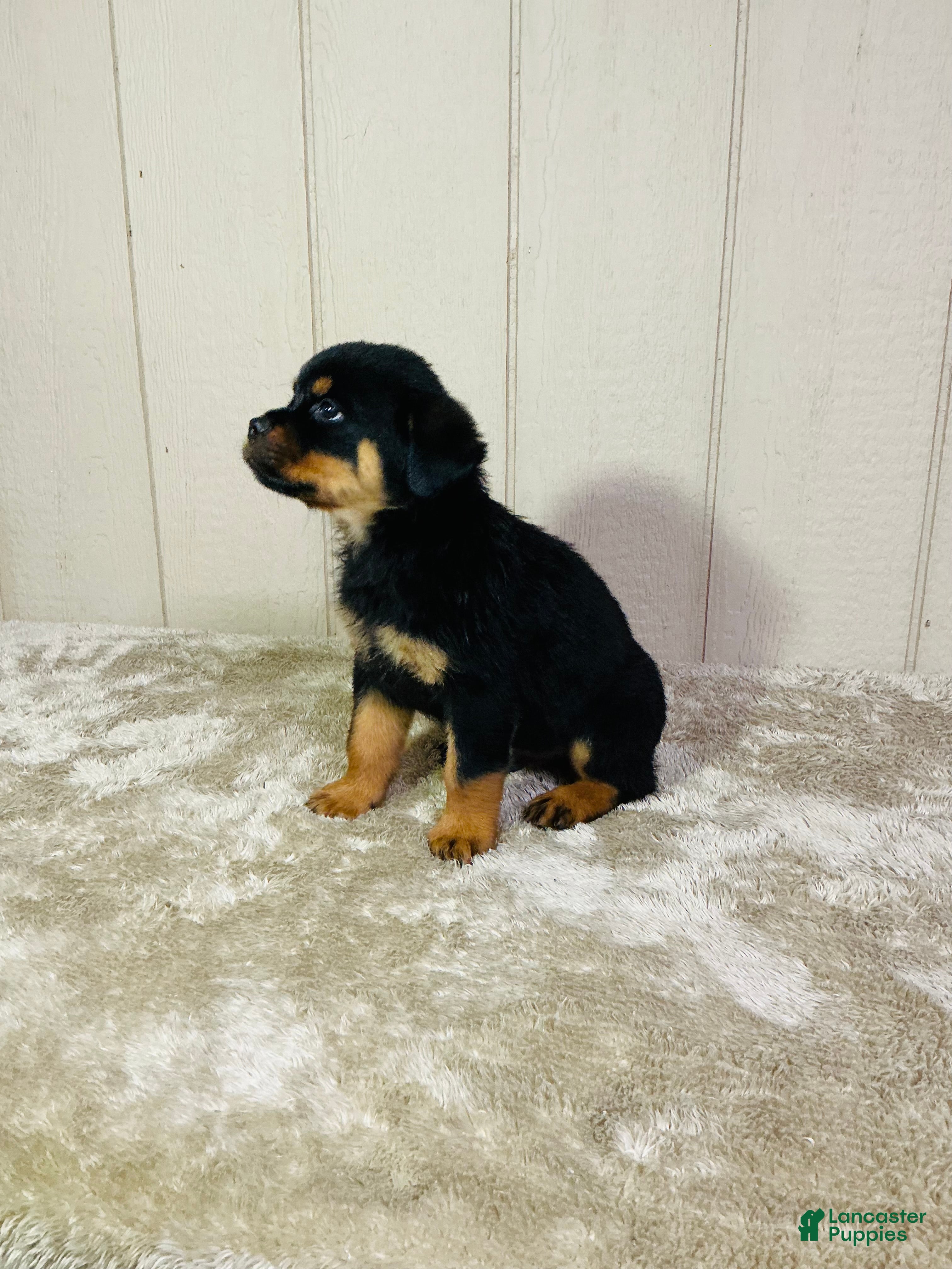 Rottweiler dogs Rottweiler 2 - Ad 2
