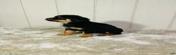 Rottweiler dogs for sale: Rottweiler 2 - Ad 2
