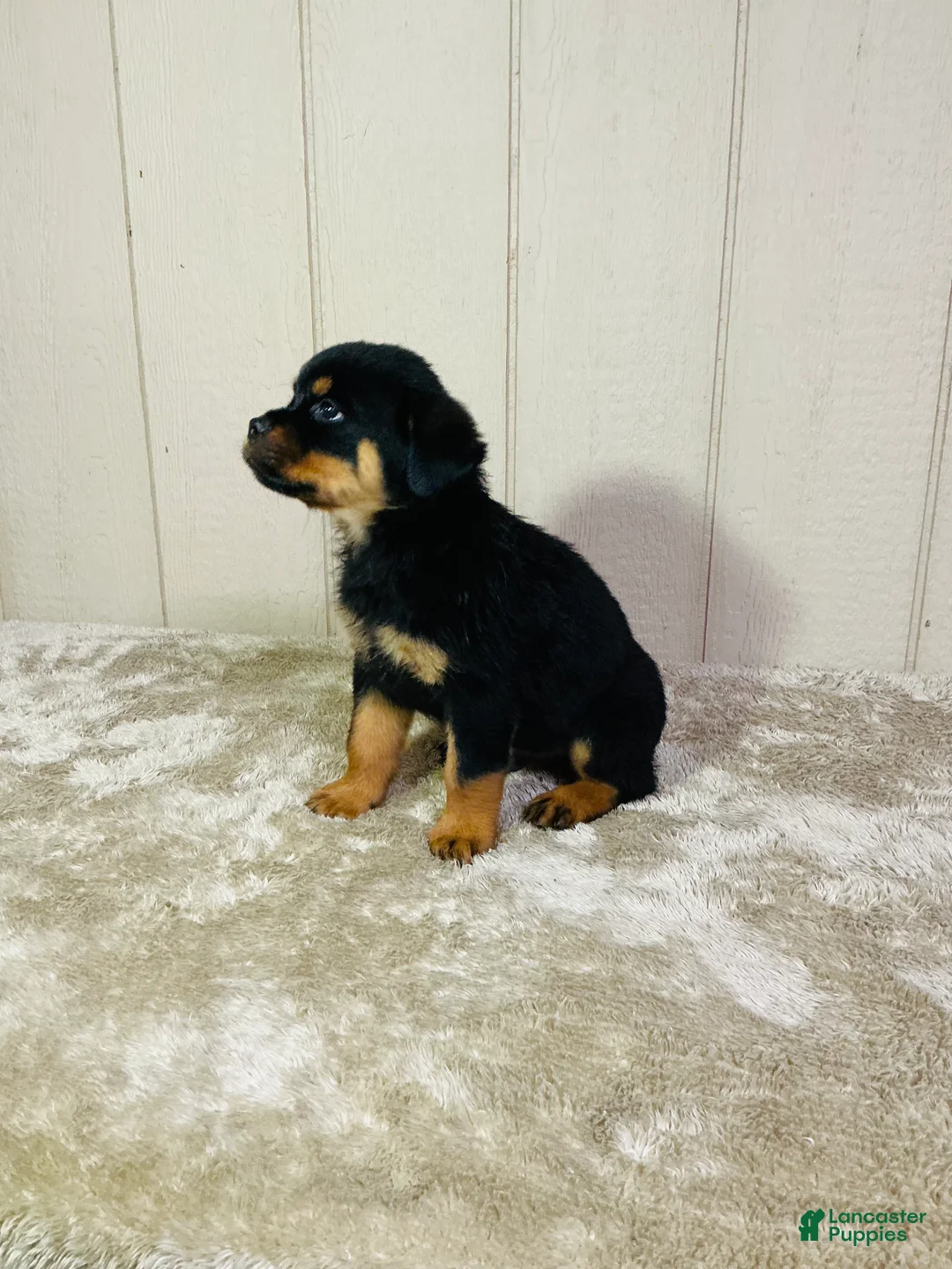 Rottweiler dogs for sale: Rottweiler 2 - Ad 2