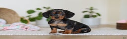 Miniature Dachshund dogs for sale: Ivy - Ad 3